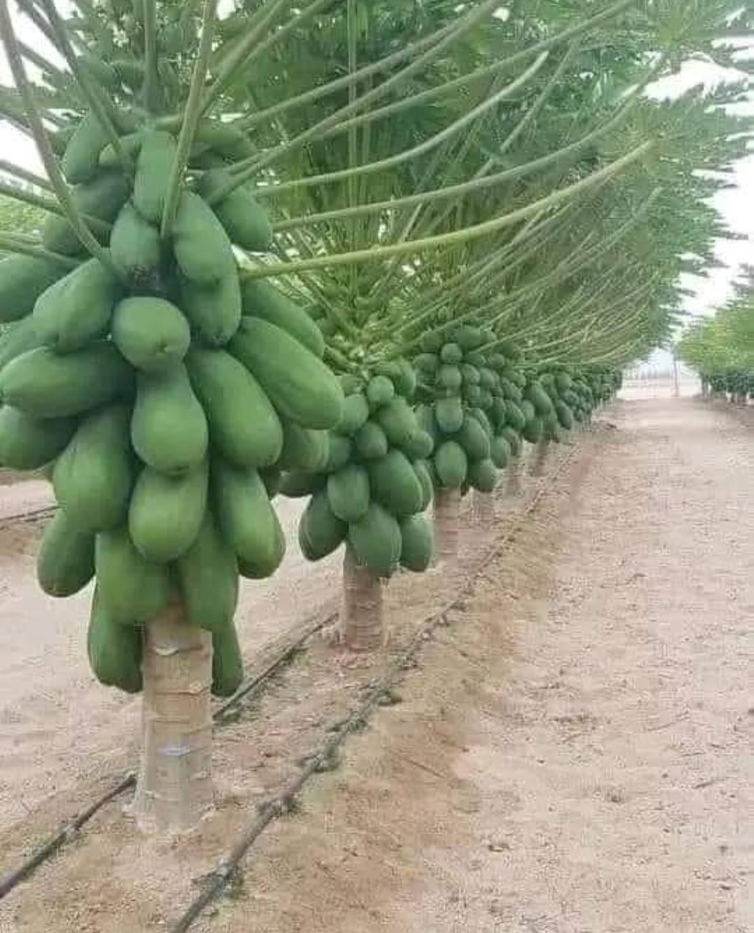 Drip Irrigation