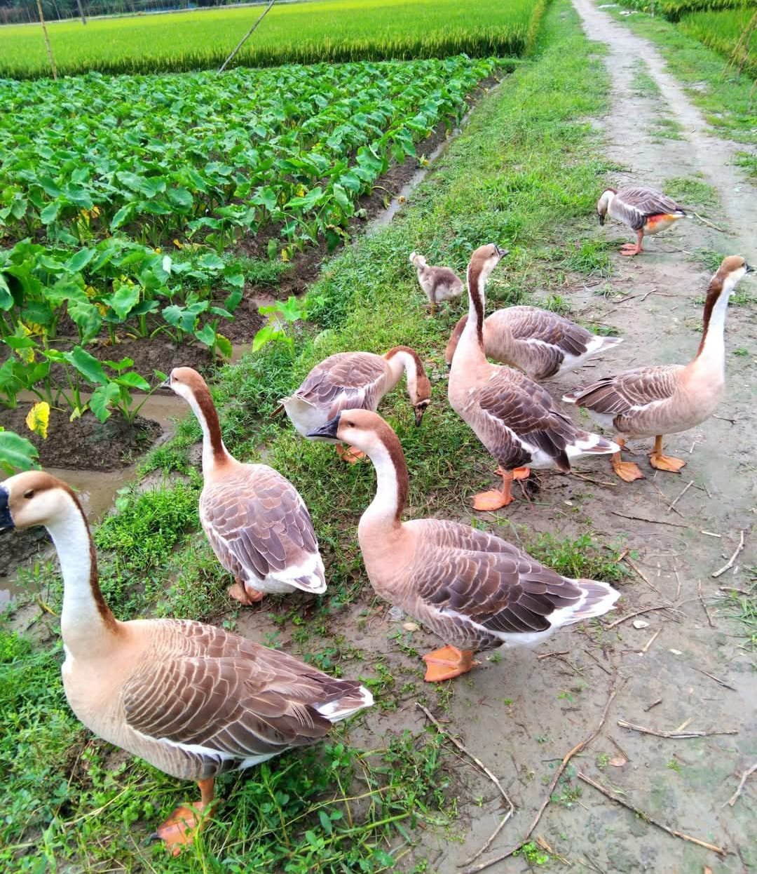 Eco-Tourism & Agro-Resort
